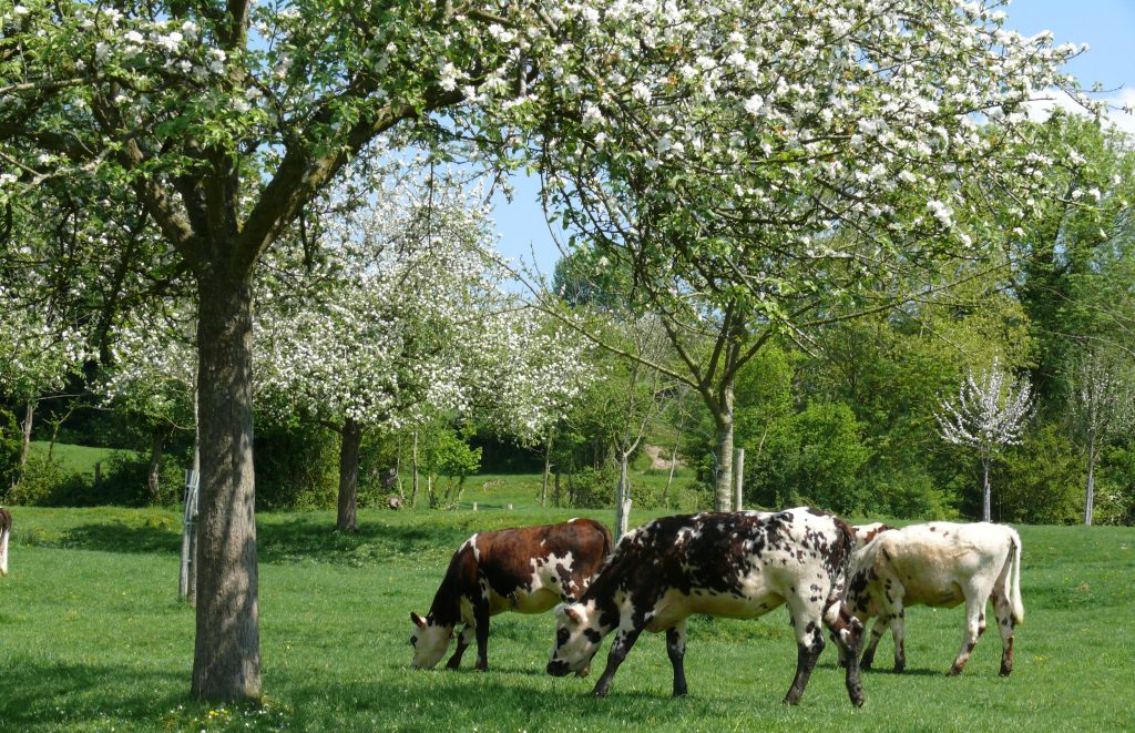 Vaches laitières de race normande